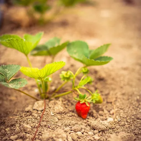 Daphne's Tropical House Rhodes بيت للعطل *